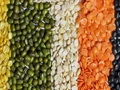 Pulses' prices in India drops after Government opens up imports