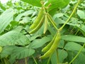 8 Incredible Features of New Soyabean Variety MACS-1407