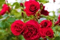10 Amazing Health Benefits of Rose Flower