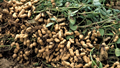 UPL scales up ProNutiva Sada Samrudh Groundnut Program in Gujarat