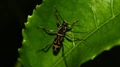 Biological Pest Control from Entomopathogenic Nematodes (EPNs)