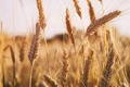 Over 42 lakh farmers benefitted from ongoing RMS wheat procurement