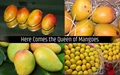 Kesar Mangoes: Secrets of The World’s Most Loved Mango