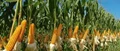 Bihar: Setting an Example through Corn Revolution