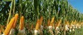 Bihar: Setting an Example through Corn Revolution