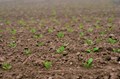 HCL Will Donate Quality Kharif Seeds to 20,000 Farmers of Lucknow and Hardoi Districts