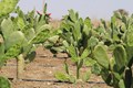 Spineless Cactus (Opuntia-ficus indica): Exploring an Unconventional Fodder Resource in Arid Soils