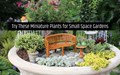 Top 7 Miniature Plants for Small Space Gardening