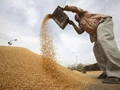 Wheat Procurement Reaches Record 405 lakh metric tonnes till May 29