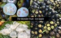 Ice Apple: The Unique Fruit of South India with Excellent Health Benefits
