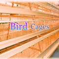 How to build a bird cage shelter for Chickens