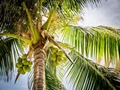 Fly-Cocobot: New and Easy Way of Harvesting Coconut Developed by ICAR-CCARI & Goa University