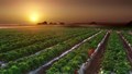Organic Farming and its Impact on the Environment: The Indian Context