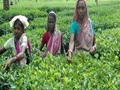 Tea Board distributes Rs. 1.10 crore to eligible growers and manufacturers of South India