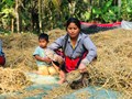 Agroforestry for Ecosystem Resilience and Rural Livelihoods