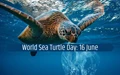 World Sea Turtle Day: Here’s Some Cool Facts about Sea Turtles