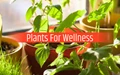 Home Gardening: Grow these 7 Indoor Plants for Wellness