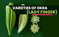 Lady Finger: Best Varieties of OKRA to Grow