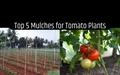 Top 5 Mulches for Tomato Plants