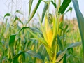India will use corn as a feedstock to make ethanol