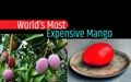 Indian Couple Grows World’s Most Expensive Mango Costing Upto Rs. 2.7 Lakh Per Kg