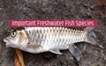 10 Most Popular Freshwater Fish Species of the Indian Rivers