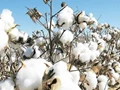 FSII and NSAI urge government to take action against illegal cultivation of HT-Bt cotton