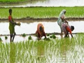 Kerala offers new short-term credit scheme for farmers