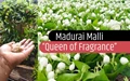 Madurai Malli (Jasmine Flower): History, Importance and Varieties