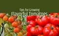 3 Important Tips to Produce Tomatoes With the Best Flavor
