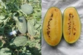 Bayer Launches Yellow Watermelon Variety in India