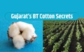 Secrets of Bt Cotton in Gujarat: Why Famers Are Crazy For This Illegal Variety