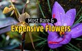 10 Most Expensive Flowers in the World