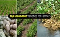 Best Varieties of Groundnut in India