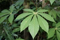 ICAR-CTCRI Develops Bio-Pesticides From Tapioca leaves; Receives Patent Too
