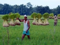 Rice Cultivation in Assam - A Complete Guide