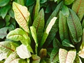 Sorrel Leaves: Nutritional Value, Uses, Health Benefits and much more