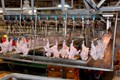USDA Invests $55.2 million in Grants to Increase Capacity & Expand Access in Meat, Poultry Inspection Operations