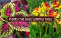 7 Garden Plants that Absorb Summer Heat