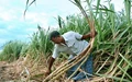 UP Farmers Warn of Protest if Sugarcane Payment Not Cleared on Time