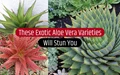 Top 15 Exotic Aloe Vera Varieties For Your Home Garden