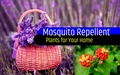Top 7 Most Effective Anti-Mosquito Plants
