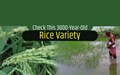 Pokkali: The Oldest & Tallest Rice Variety of the World