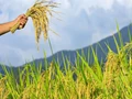 Kerala Agriculture Department’s Crop Insurance Campaign Starts Today