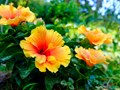 Edible Flowers: Top 6 Flowers that You Can Eat