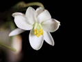 Surprising Benefits of Moringa Flowers