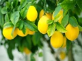 Farmers from Andhra Pradesh suffer losses due to severe drop in lemon prices