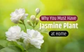 5 Proven Health Benefits of Jasmine and Why You Must Have it in Your Garden