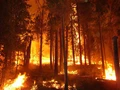 Worst Forest Fire in Decades: All You Need to Know