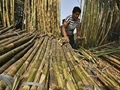 Maharashtra’s Sugarcane Production to go up by 200 Lakh Tonnes: NFCSF President